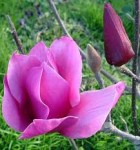 загружено (1)3